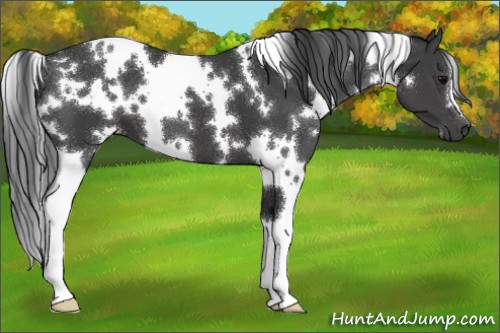 Horse Color:White Spotted Black 
