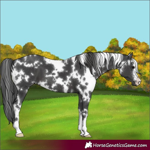 Horse Color:White Spotted Black 