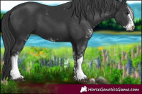 Horse Color:Black Sabino 