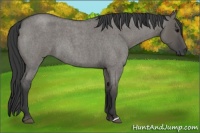 Horse Color:Grullo Roan 