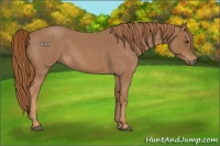 Horse Color:Red Roan Rabicano 