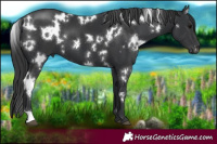 Horse Color:White Spotted Black