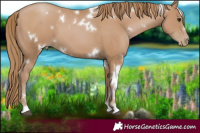 Horse Color:White Spotted Black Pearl