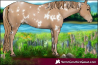 Horse Color:White Spotted Black Pearl