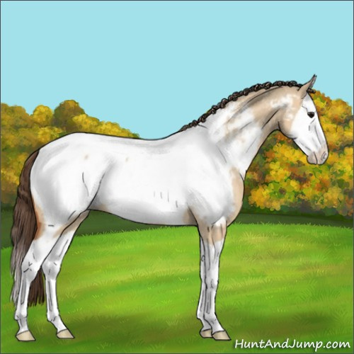Horse Color:Bay Dun Splash Appaloosa 