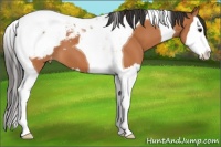 Horse Color:Bay Splash Tobiano Appaloosa 