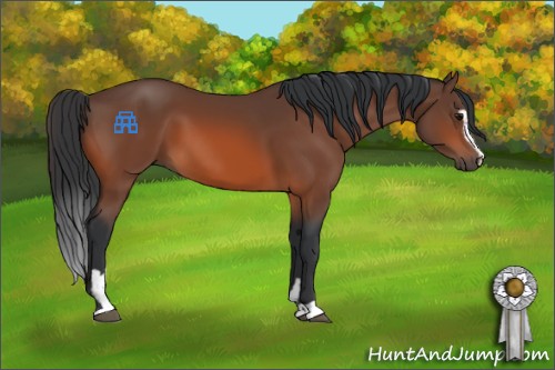 Horse Color:Bay Sabino