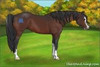 Horse Color:Bay Sabino 
