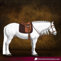 Horse Color:Gray Chestnut 