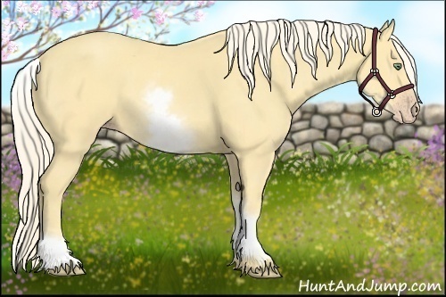 Horse Color:White Spotted Gold Cream Champagne 