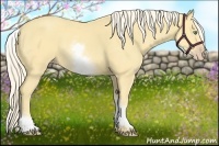 Horse Color:White Spotted Gold Cream Champagne