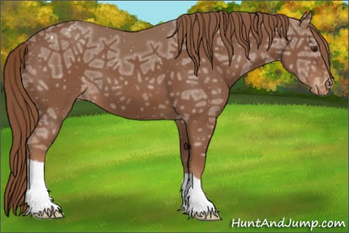Horse Color:Chestnut Ice Appaloosa 