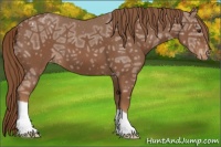 Horse Color:Chestnut Ice Appaloosa 