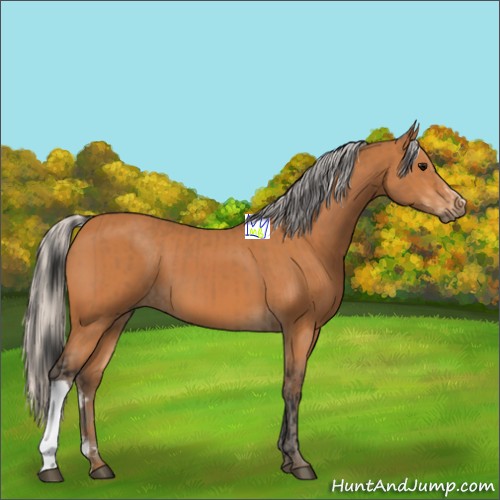 Horse Color:Bay  and Silver Bay 