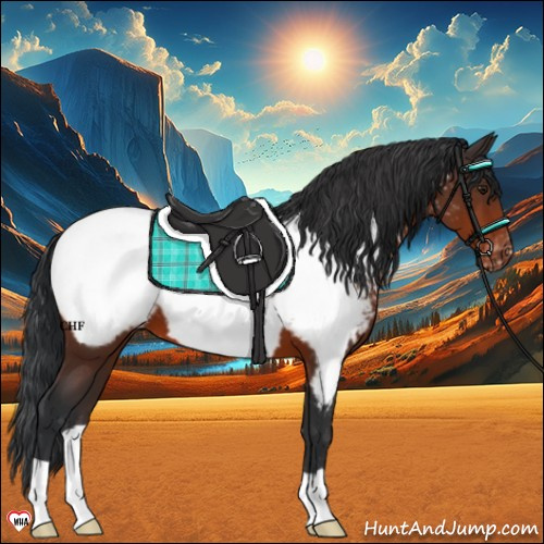 Horse Color:Brown Appaloosa 