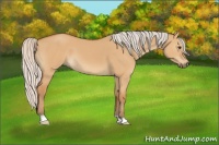 Horse Color:Silver Bay Dun