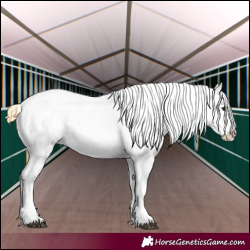 Horse Color:Buckskin Tobiano Appaloosa 