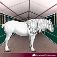 Horse Color:Buckskin Tobiano Appaloosa 