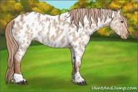 Horse Color:Red Dun Appaloosa  and Red Dun Appaloosa 