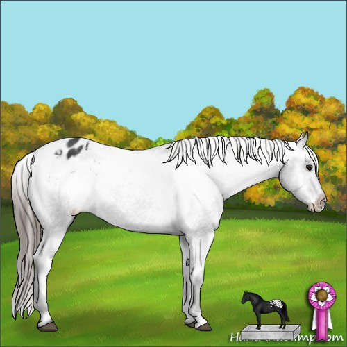 Horse Color:Black Appaloosa 