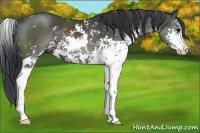 Horse Color:Black Sabino 