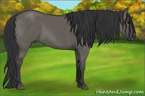 Horse Color:Grullo 