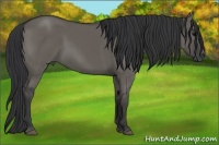 Horse Color:Grullo