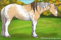 Horse Color:Amber Cream Champagne Tobiano Rabicano