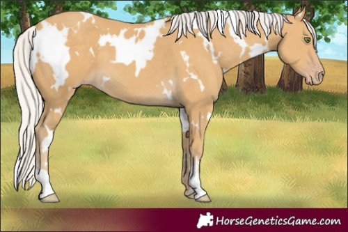 Horse Color:White Spotted Silver Classic Cream Champagne 