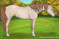 Horse Color:Buckskin Pearl Sabino 