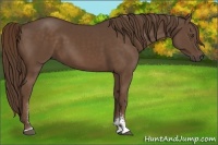 Horse Color:Liver Chestnut Sabino