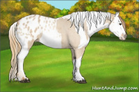 Horse Color:Red Dun Roan Appaloosa  and Red Dun Roan Appaloosa 