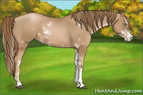Horse Color:Liver Chestnut Pearl Sabino 