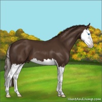 Horse Color:Liver Chestnut Splash 