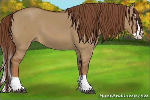 Horse Color:Red Dun Splash 