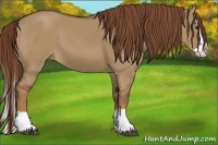 Horse Color:Red Dun Splash