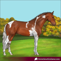 Horse Color:Silver Bay Tobiano 