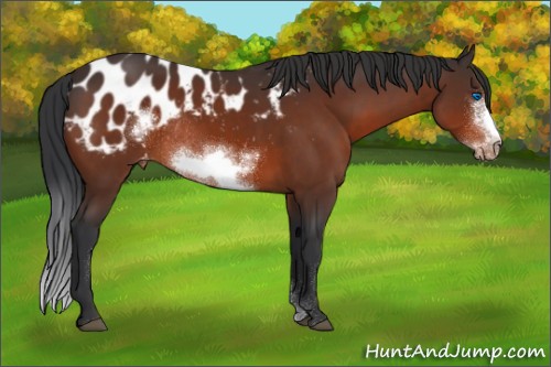 Horse Color:Bay Sabino Frame Appaloosa Rabicano 