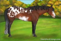 Horse Color:Bay Sabino Frame Appaloosa Rabicano 