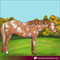 Horse Color:White Spotted Chestnut Ice 