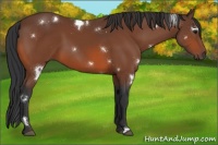 Horse Color:White Spotted Bay 