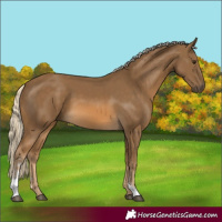 Horse Color:Chocolate Palomino Sabino