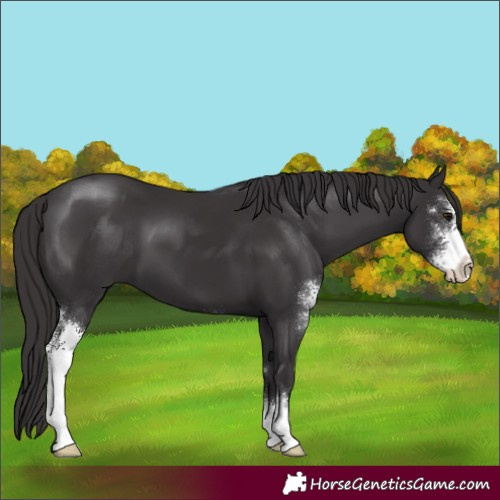 Horse Color:Smoky Black Sabino 
