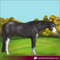 Horse Color:Smoky Black Sabino