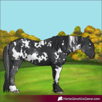 Horse Color:White Spotted Black