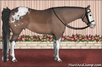 Horse Color:Bay Splash Appaloosa 