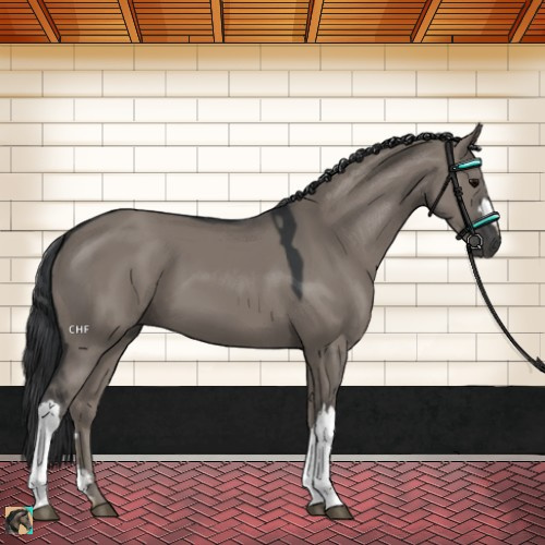 Horse Color:Grullo 