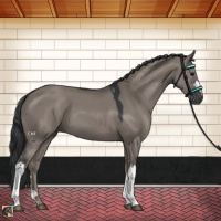 Horse Color:Grullo 