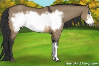 Horse Color:Brown Dun Frame
