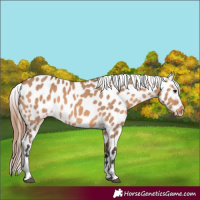 Horse Color:Bay Dun Appaloosa Rabicano